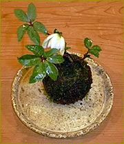 苔玉