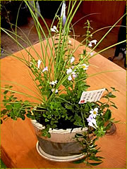 寄せ植え
